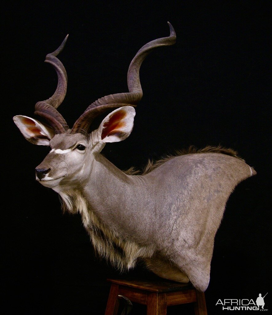 Kudu Pedestal Taxidermy