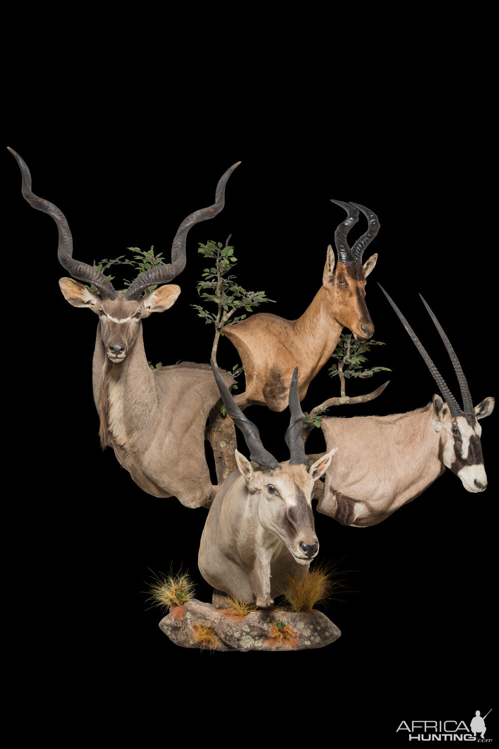 Kudu Red Hartebeest Gemsbuck Eland Wall Pedestals Custom