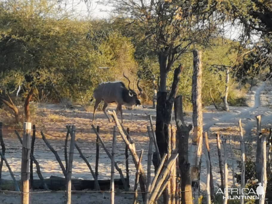 Kudu Rut in Botswana