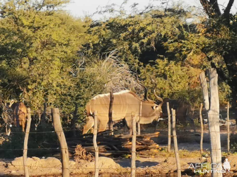 Kudu Rut in Botswana