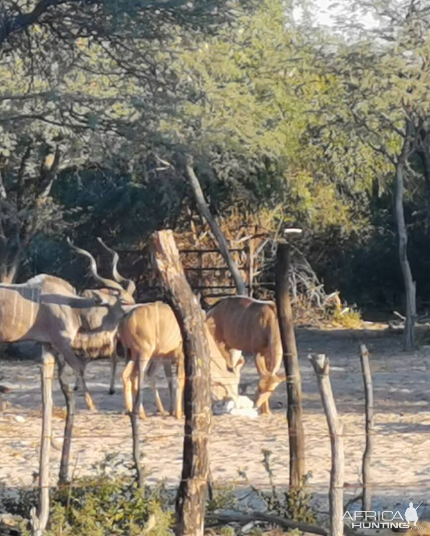 Kudu Rut in Botswana