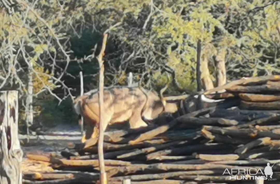 Kudu Rut in Botswana