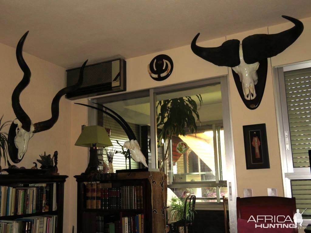 Kudu, Scimitar Oryx & Cape Buffalo European Skull Mounts