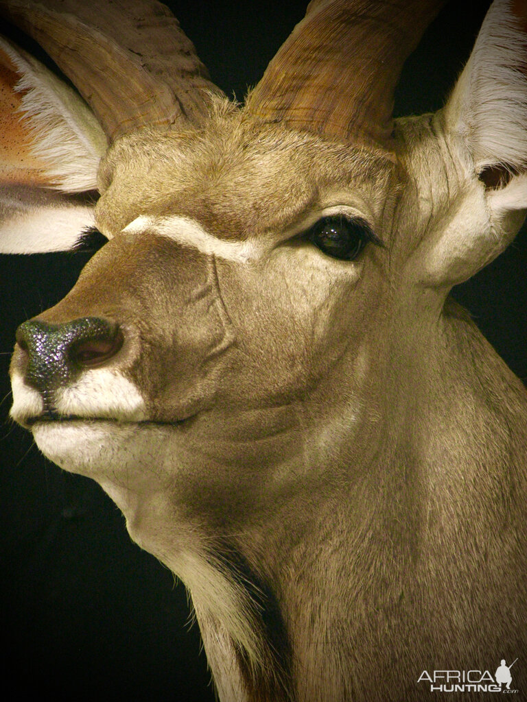 Kudu Shoulder Mount Pedestal Taxidermy Close Up