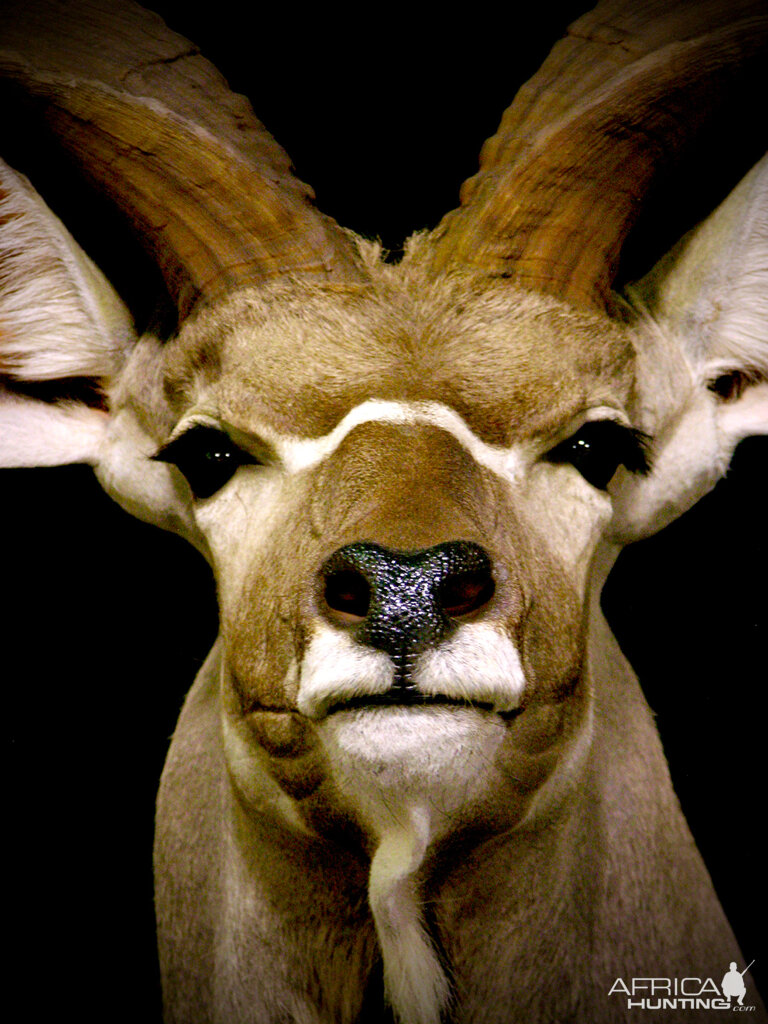 Kudu Shoulder Mount Pedestal Taxidermy Close Up