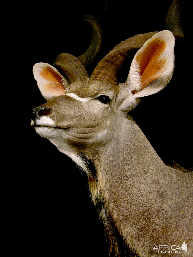 Kudu Shoulder Mount Pedestal Taxidermy | AfricaHunting.com