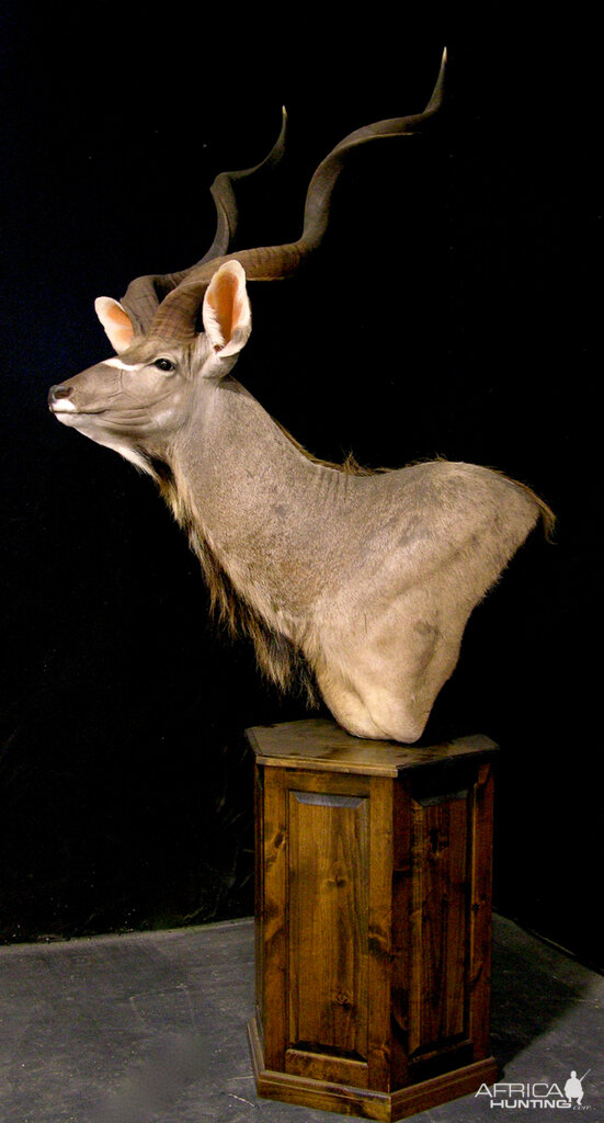 Kudu Shoulder Mount Pedestal Taxidermy