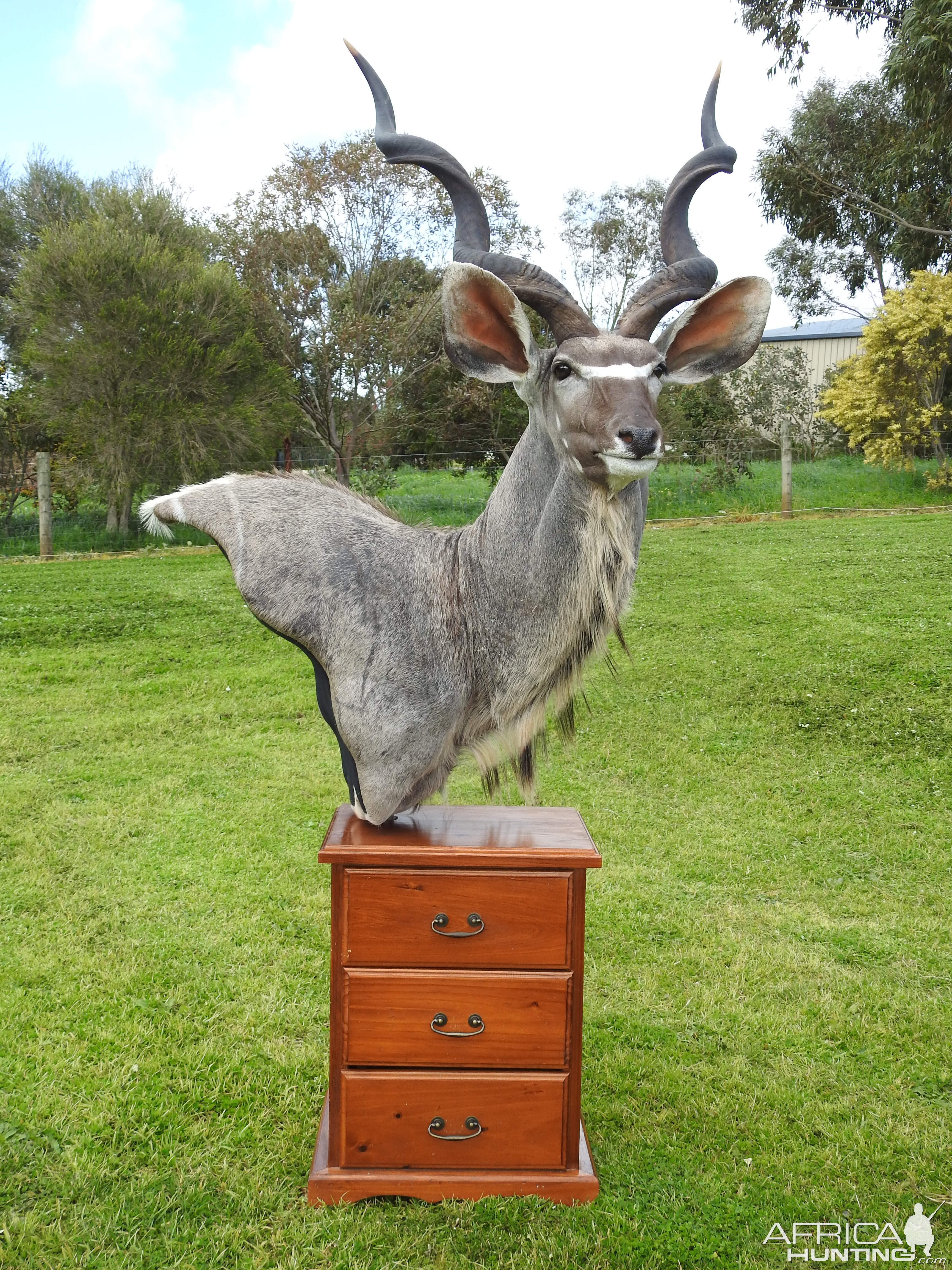 Kudu Shoulder Mount Pedestal Taxidermy