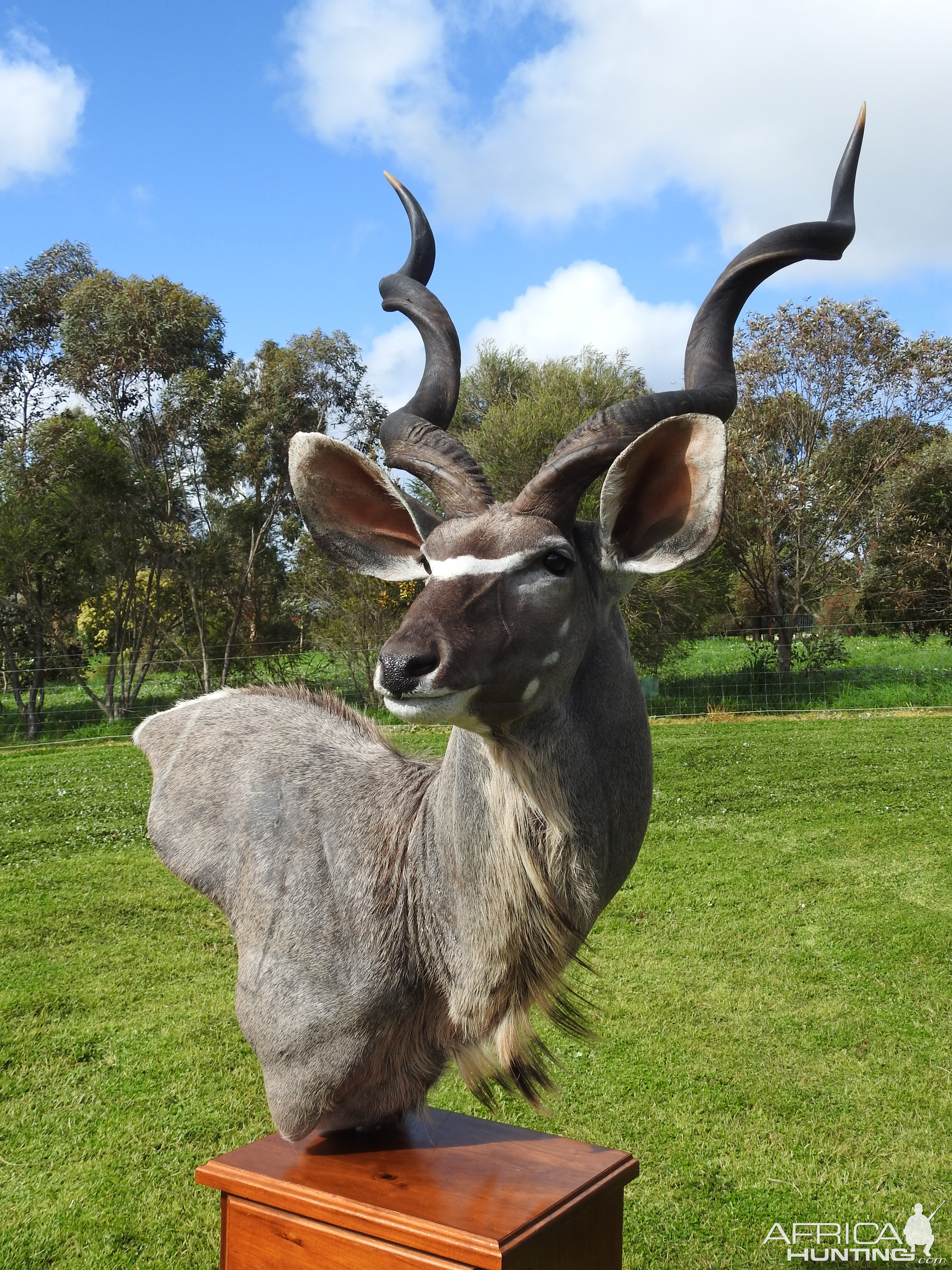 Kudu Shoulder Mount Pedestal Taxidermy