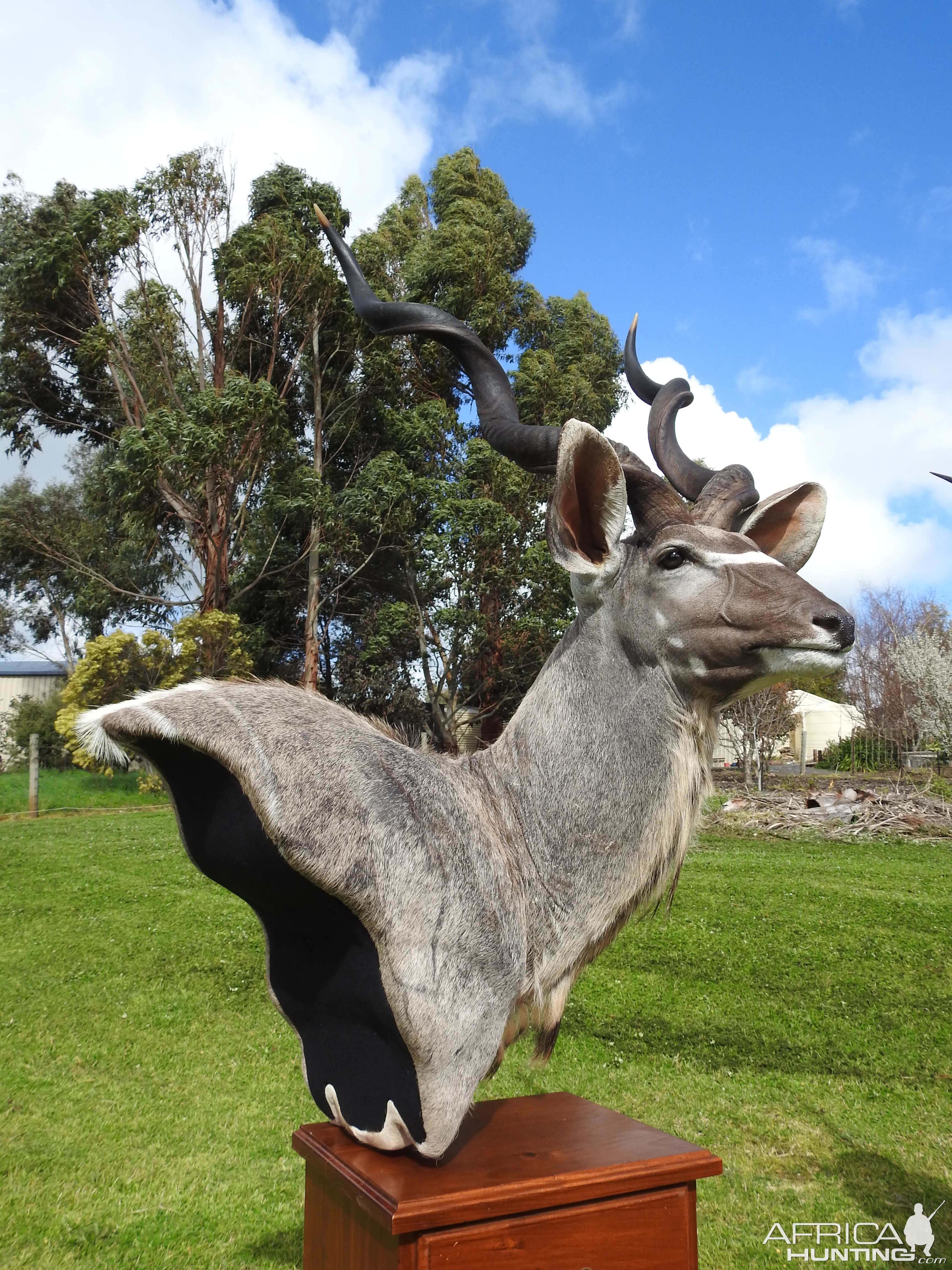 Kudu Shoulder Mount Pedestal Taxidermy