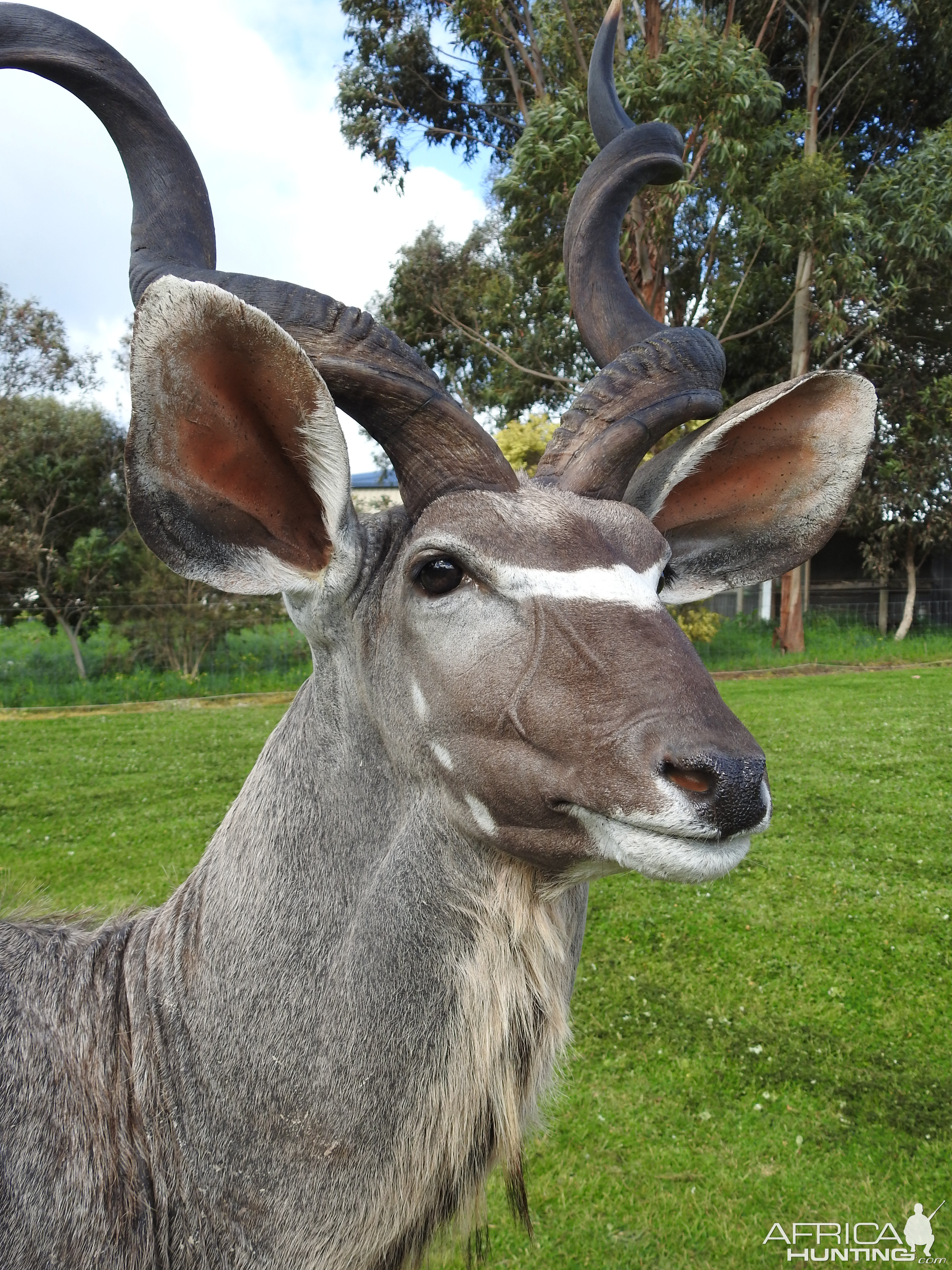 Kudu Shoulder Mount Pedestal Taxidermy