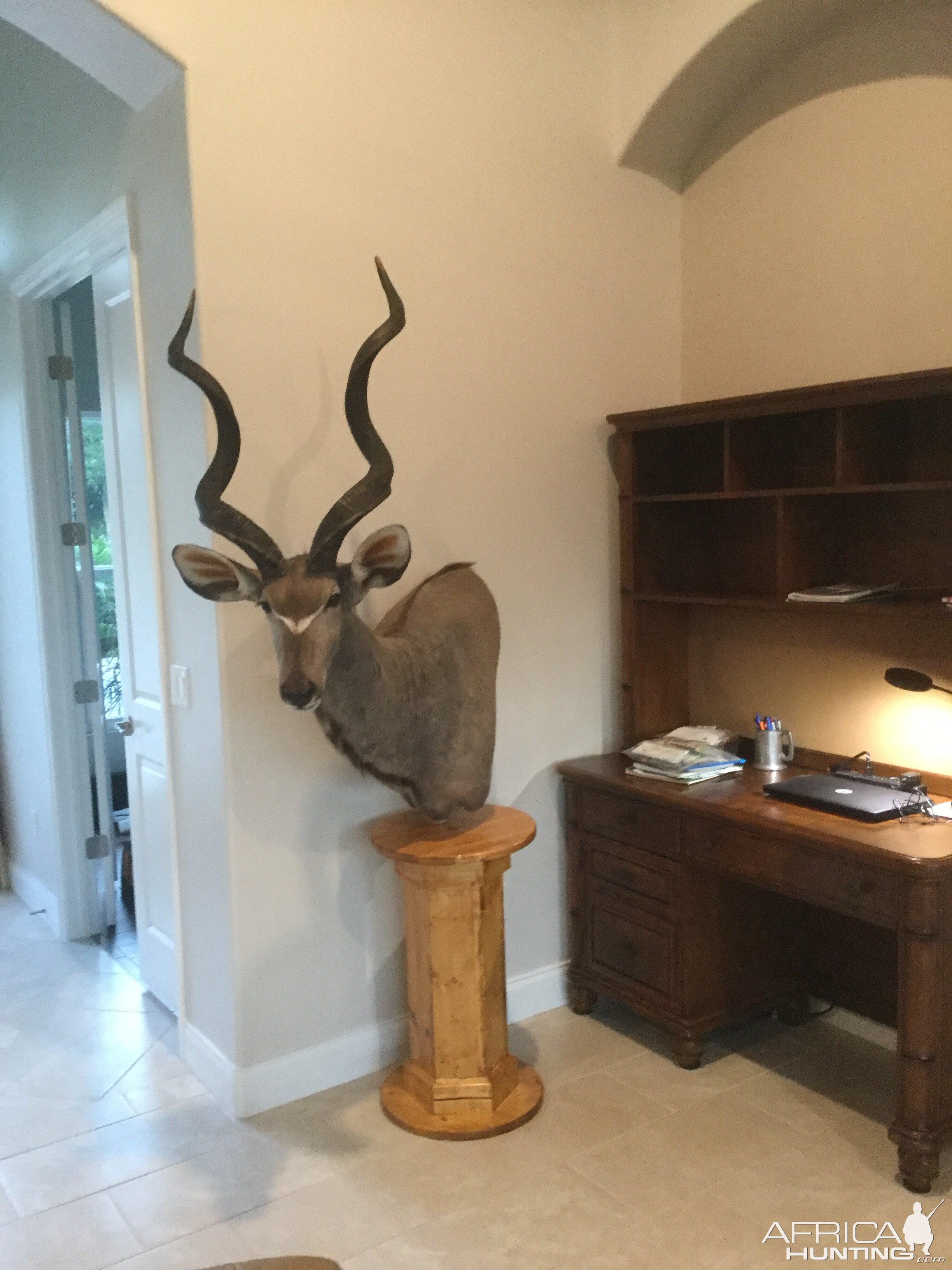 Kudu Shoulder Mount Pedestal Taxidermy