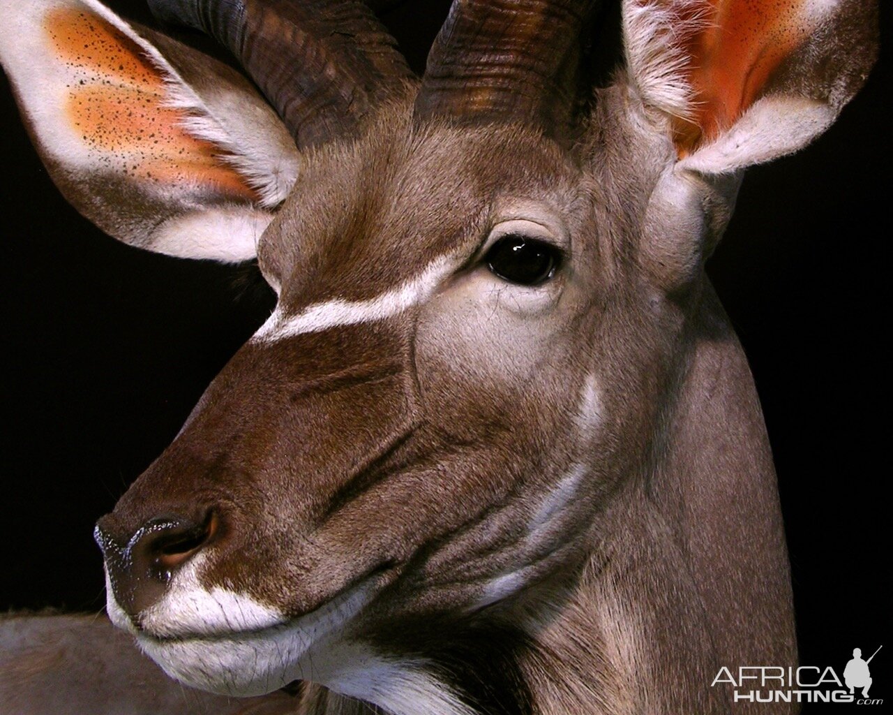 Kudu Shoulder Mount Pedestal Taxidermy