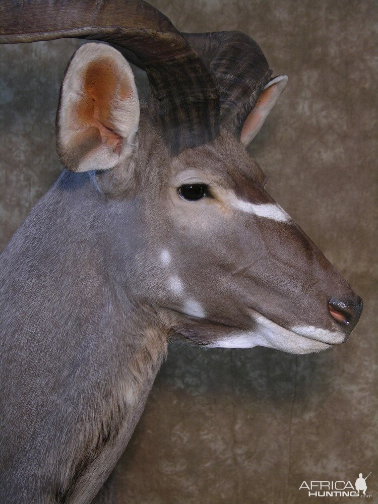 Kudu Shoulder Mount Taxidermy Before