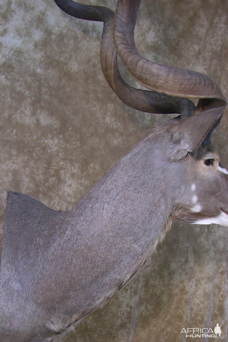 Kudu Shoulder Mount Taxidermy Before