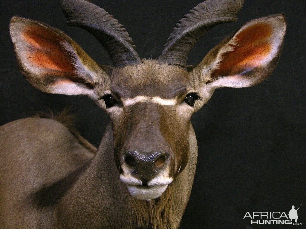 Kudu Shoulder Mount Taxidermy Close Up