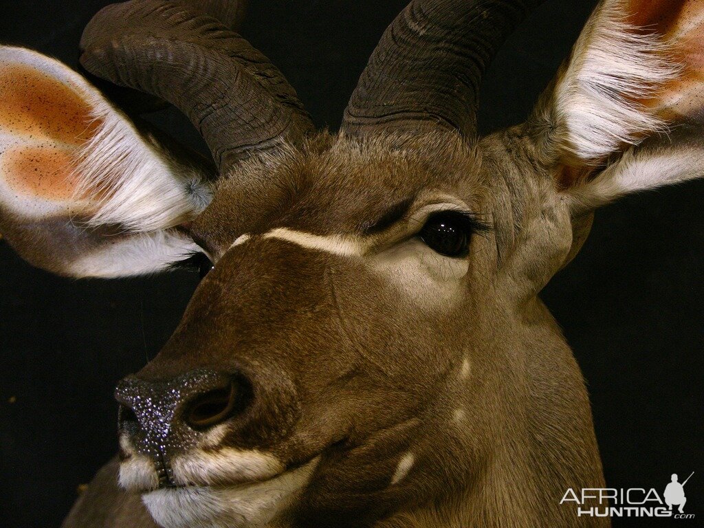 Kudu Shoulder Mount Taxidermy Close Up