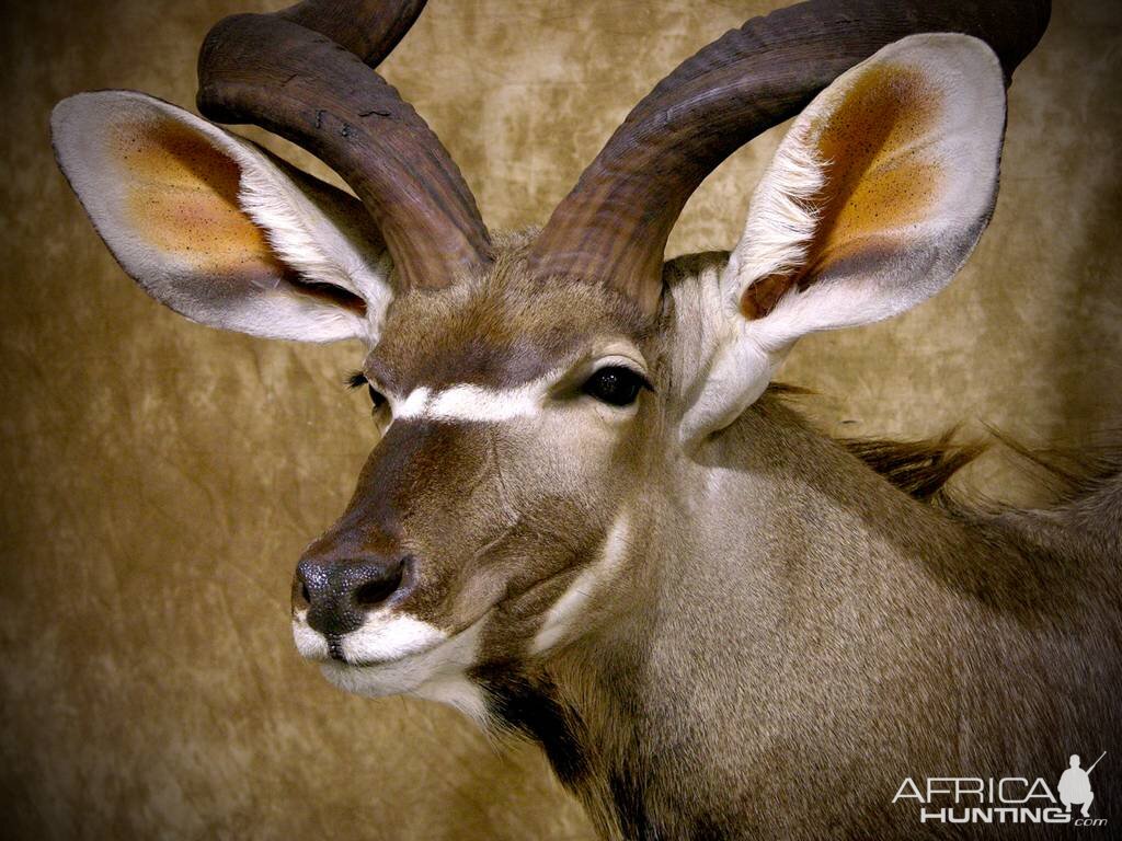 Kudu Shoulder Mount Taxidermy Close Up