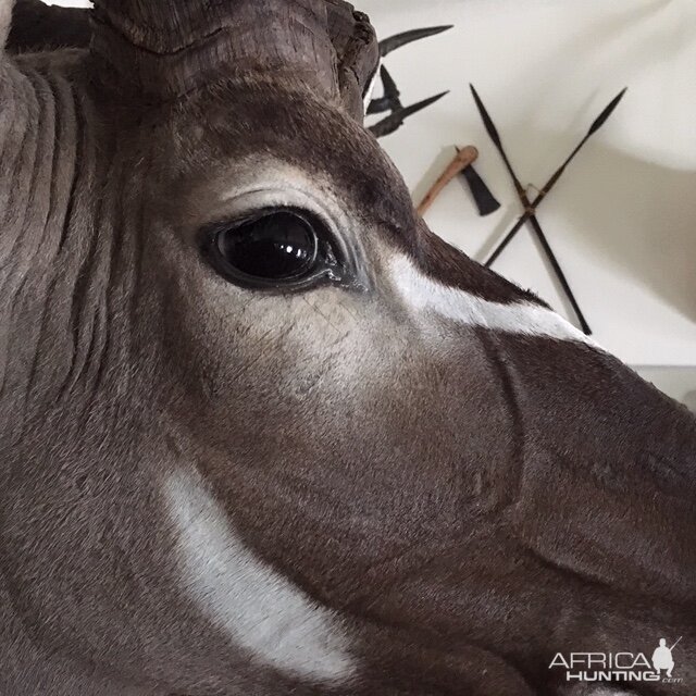 Kudu Shoulder Mount Taxidermy Close Up