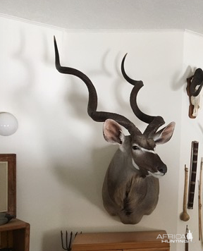 Kudu Shoulder Mount Taxidermy