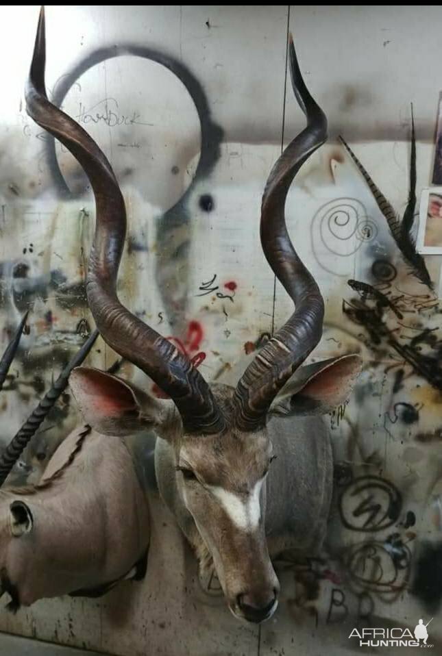 Kudu Shoulder Mount Taxidermy