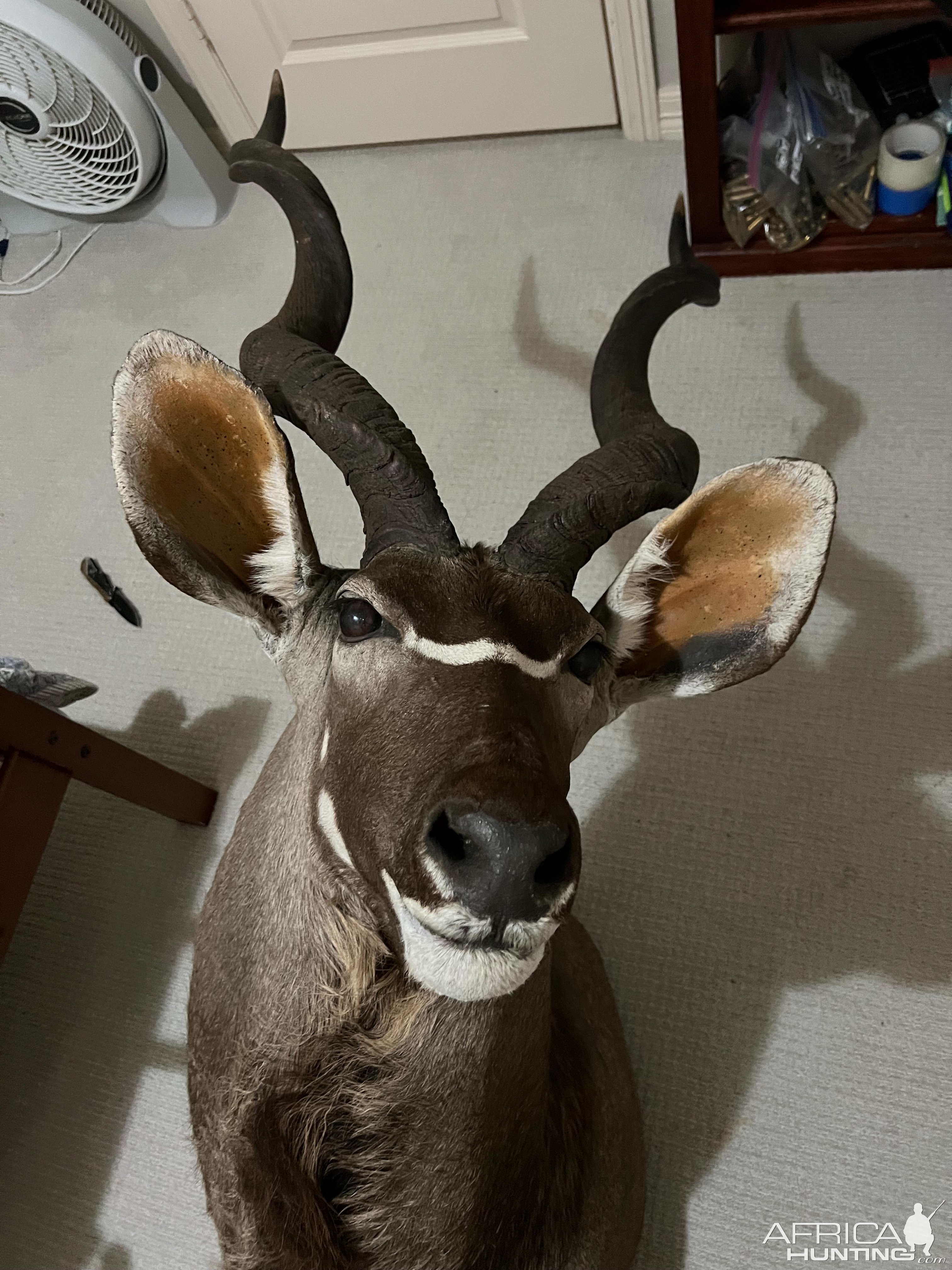 Kudu Shoulder Mount Taxidermy