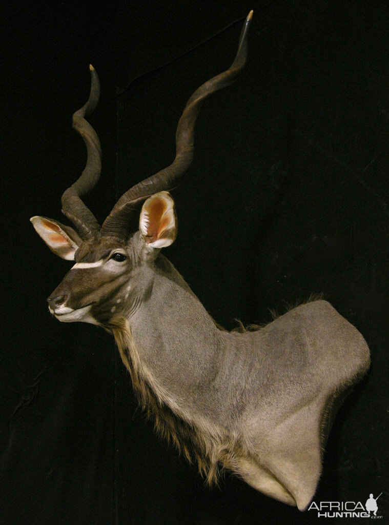 Kudu Shoulder Mount Taxidermy | AfricaHunting.com