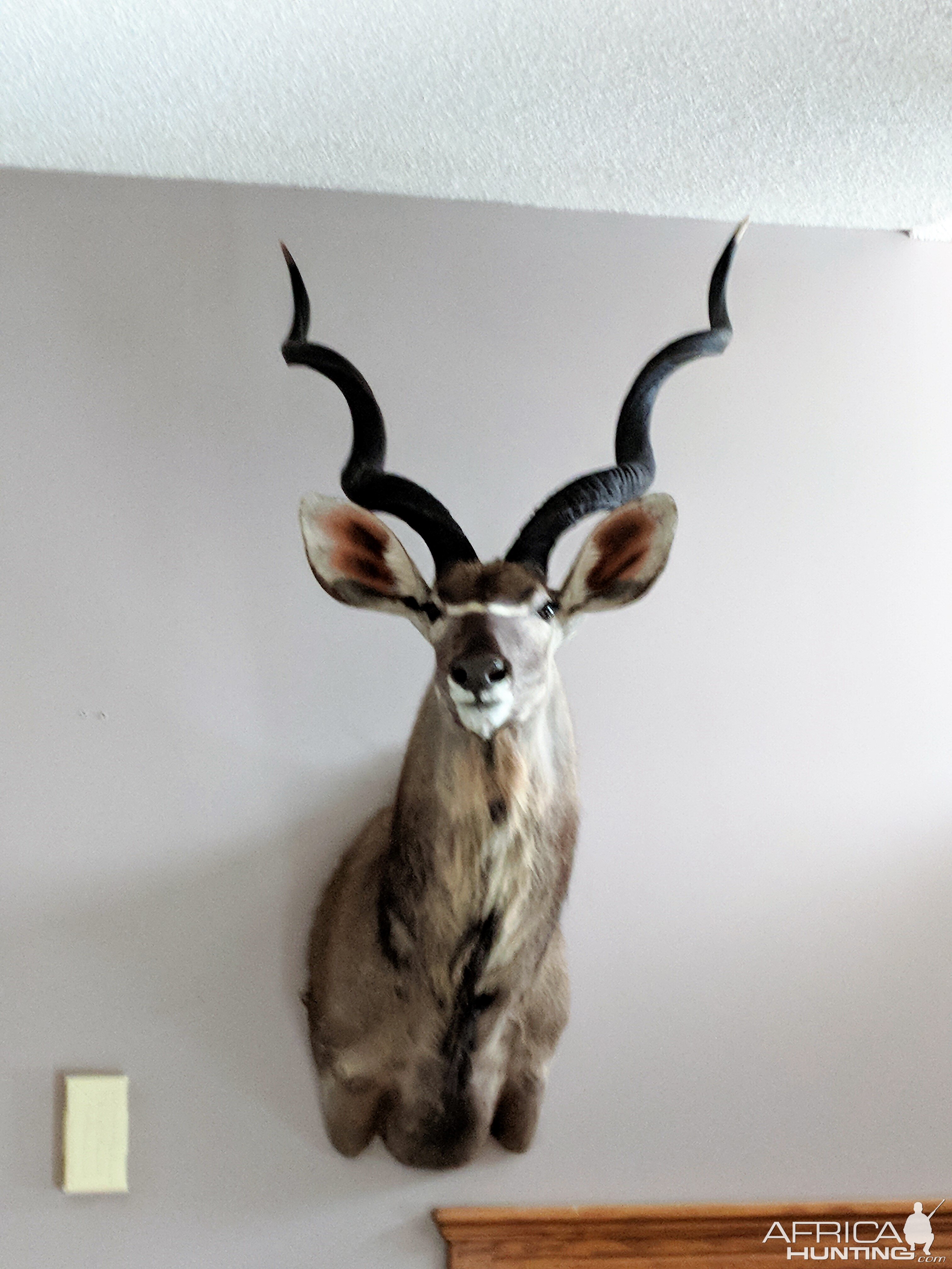 Kudu Shoulder Mount Taxidermy