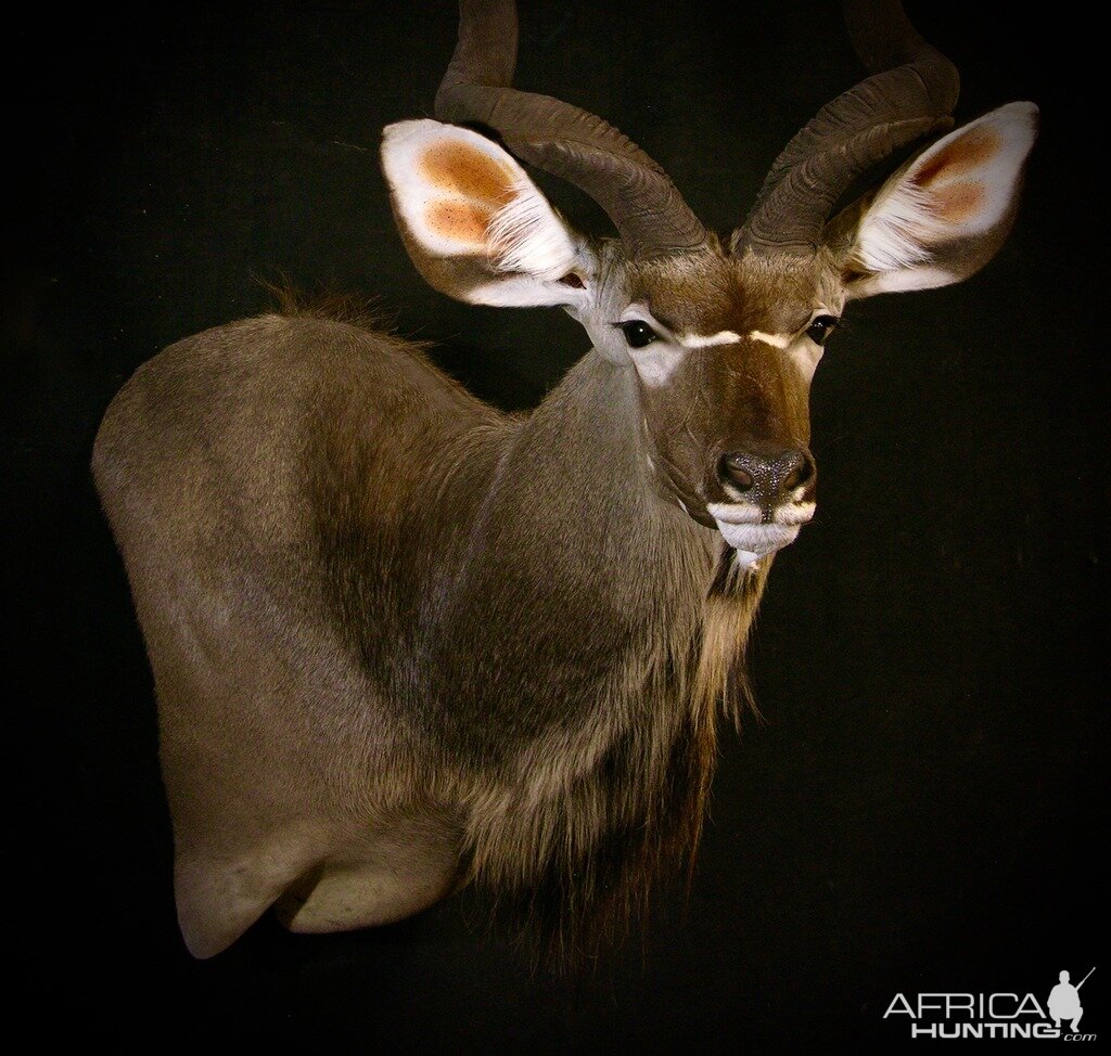 Kudu Shoulder Mount Taxidermy