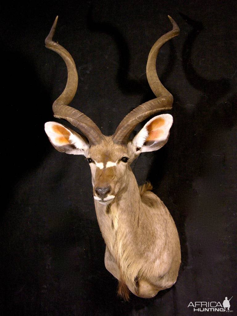 Kudu Shoulder Mount Taxidermy