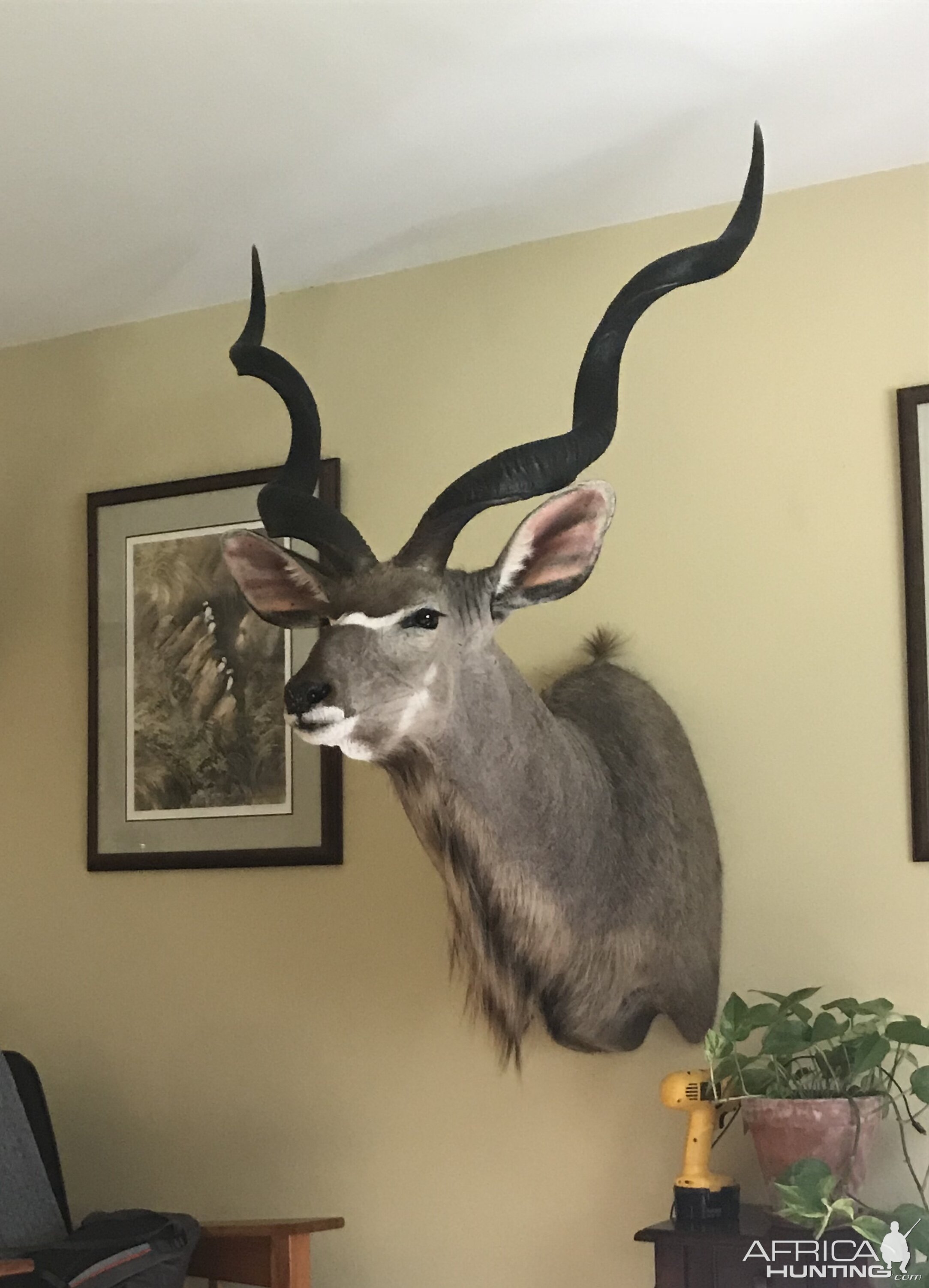 Kudu Shoulder Mount Taxidermy