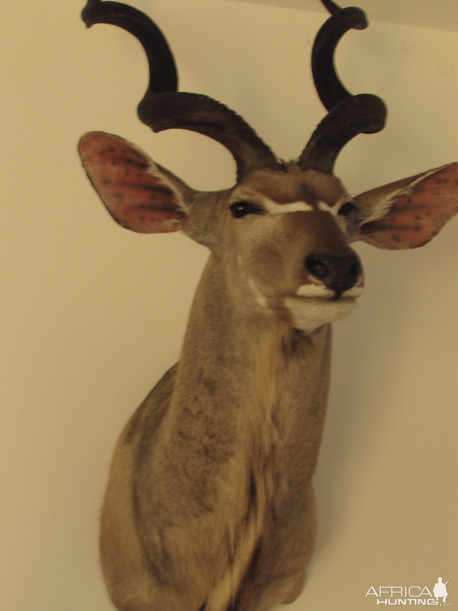 Kudu Shoulder Mount Taxidermy