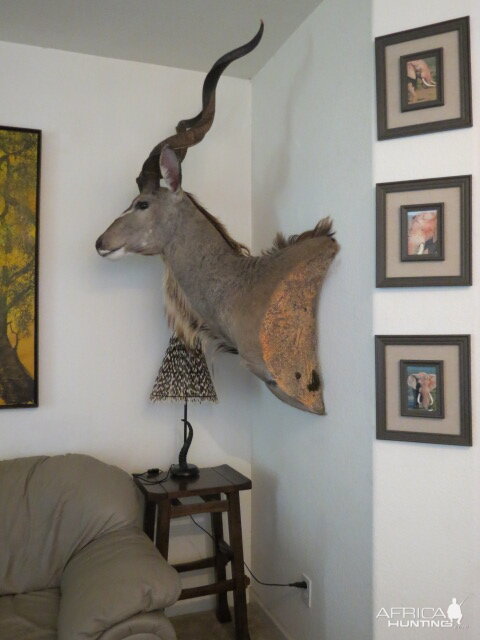 Kudu Shoulder Mount Taxidermy