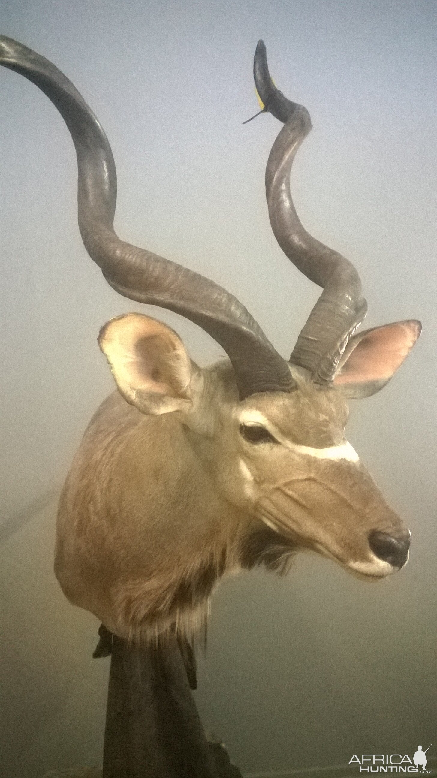 Kudu Shoulder Mount Taxidermy