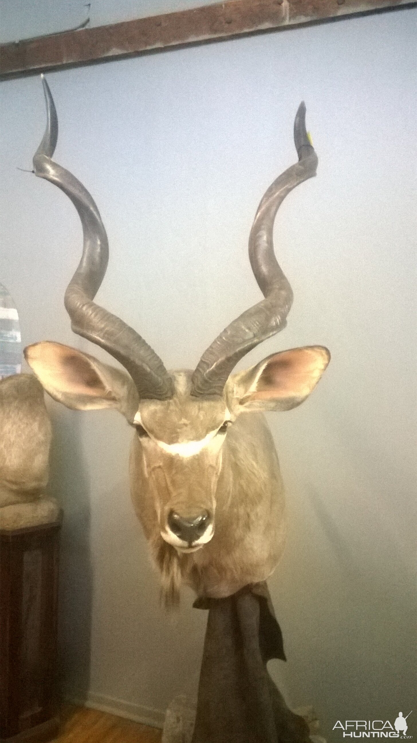 Kudu Shoulder Mount Taxidermy