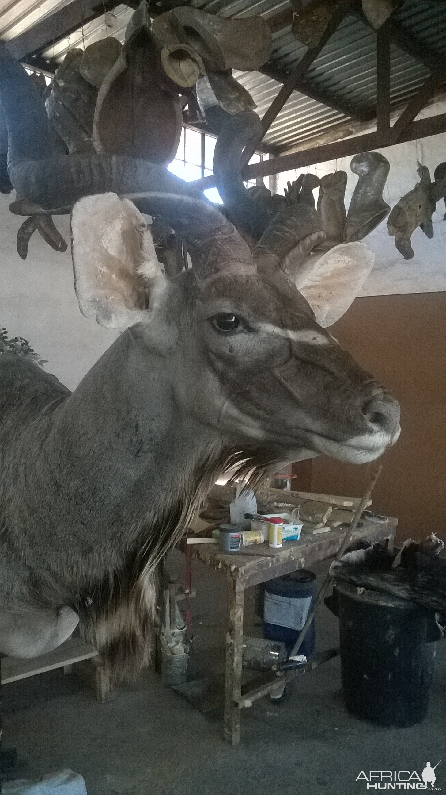 Kudu Shoulder Mount Taxidermy