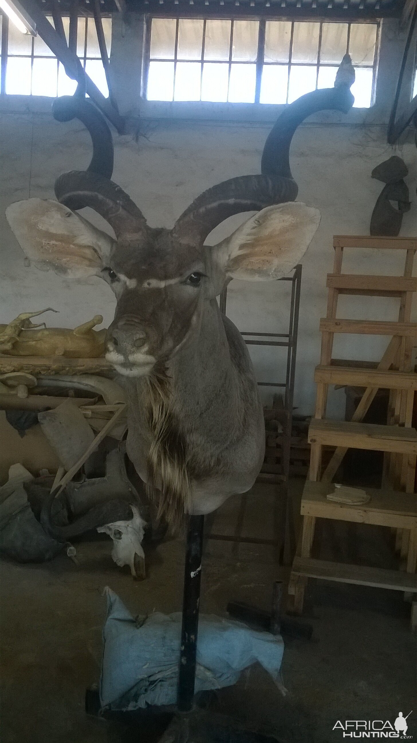 Kudu Shoulder Mount Taxidermy