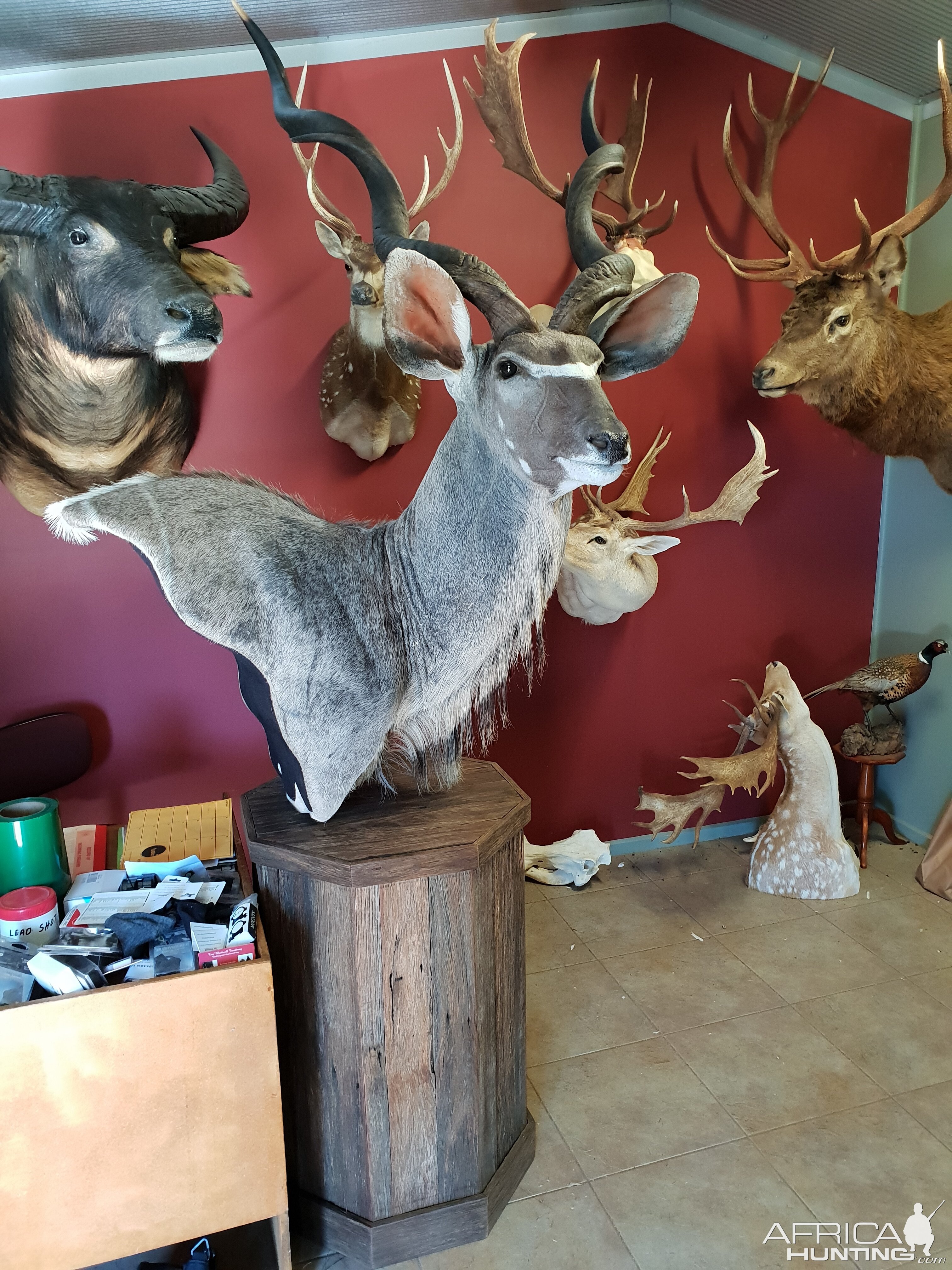 Kudu Shoulder Mount Taxidermy