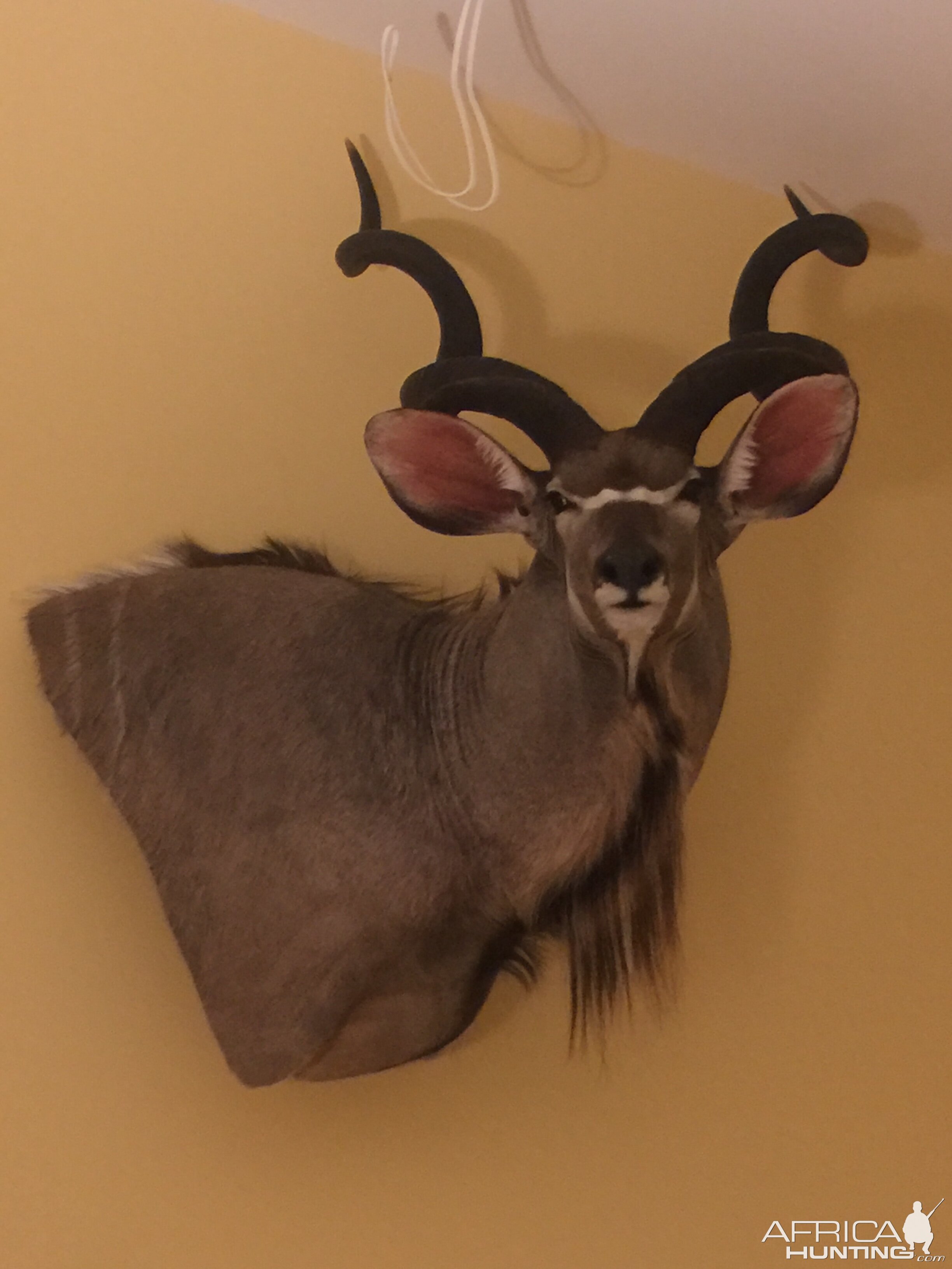 Kudu Shoulder Mount Taxidermy