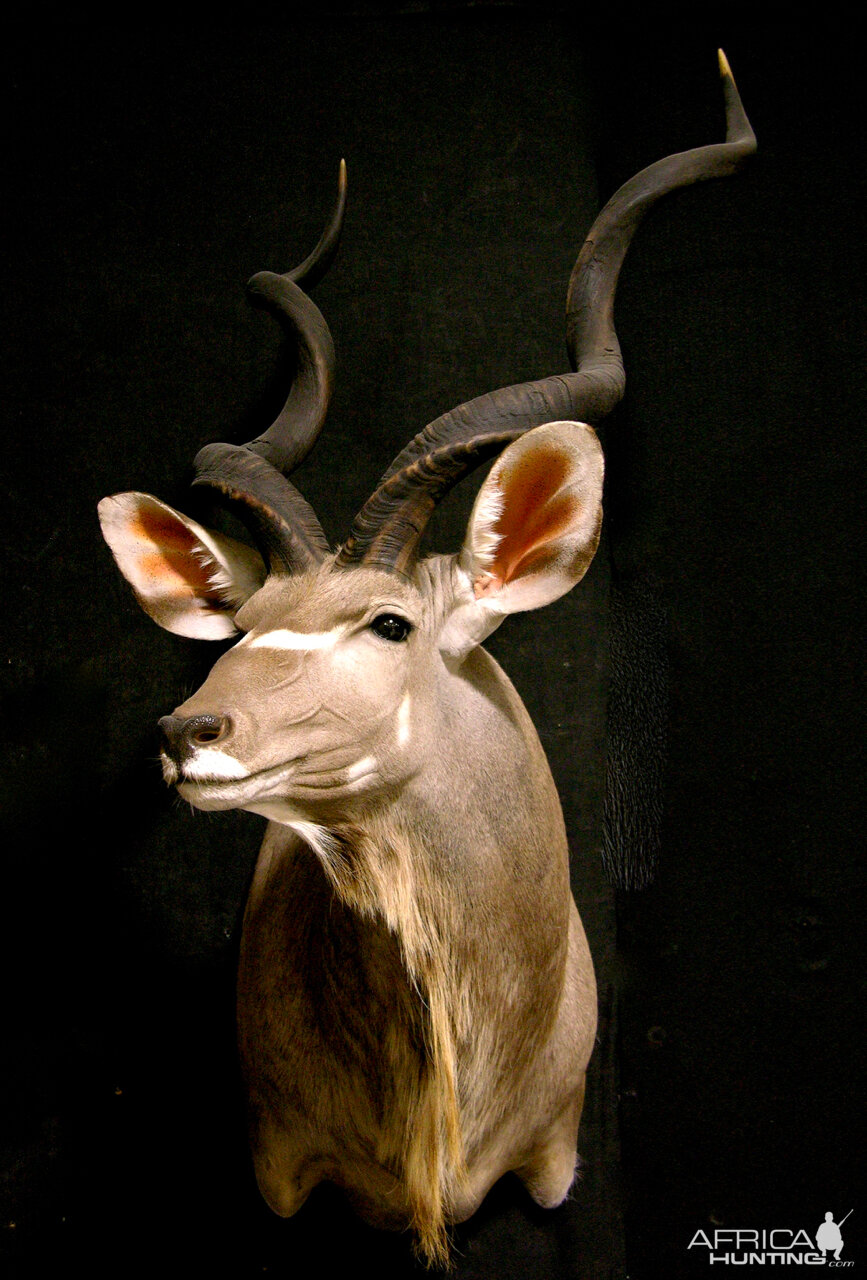 Kudu Shoulder Mount Taxidermy | AfricaHunting.com