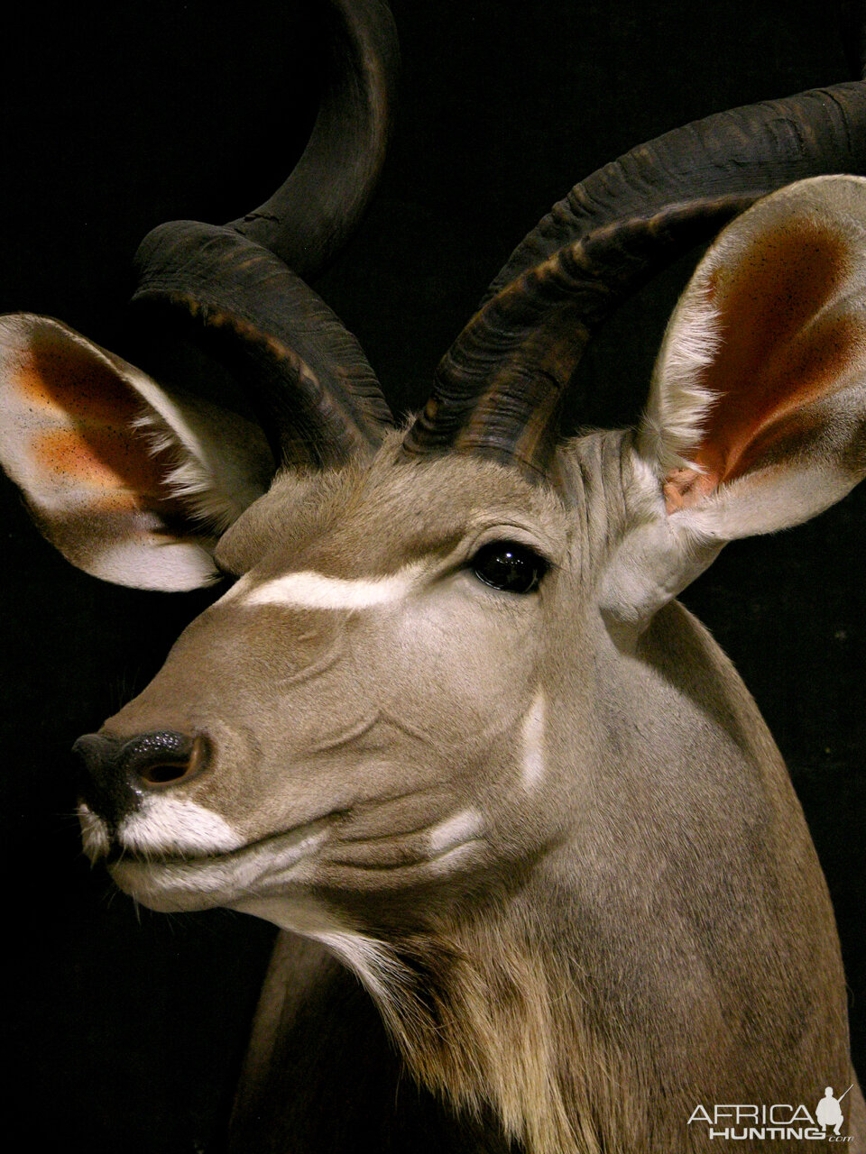 Kudu Shoulder Mount Taxidermy