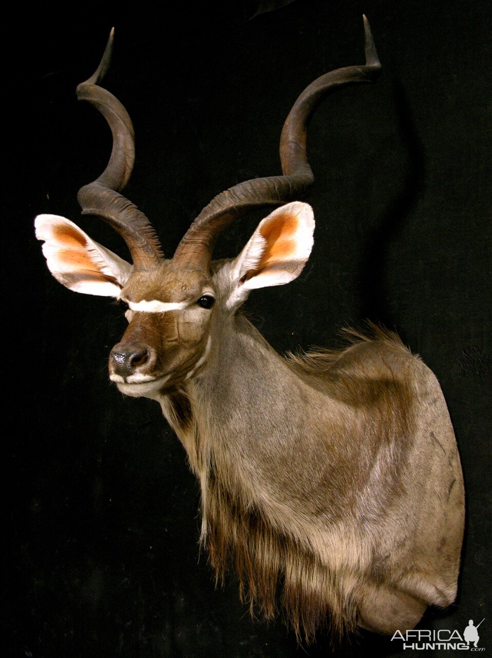 Kudu Shoulder Mount Taxidermy | AfricaHunting.com