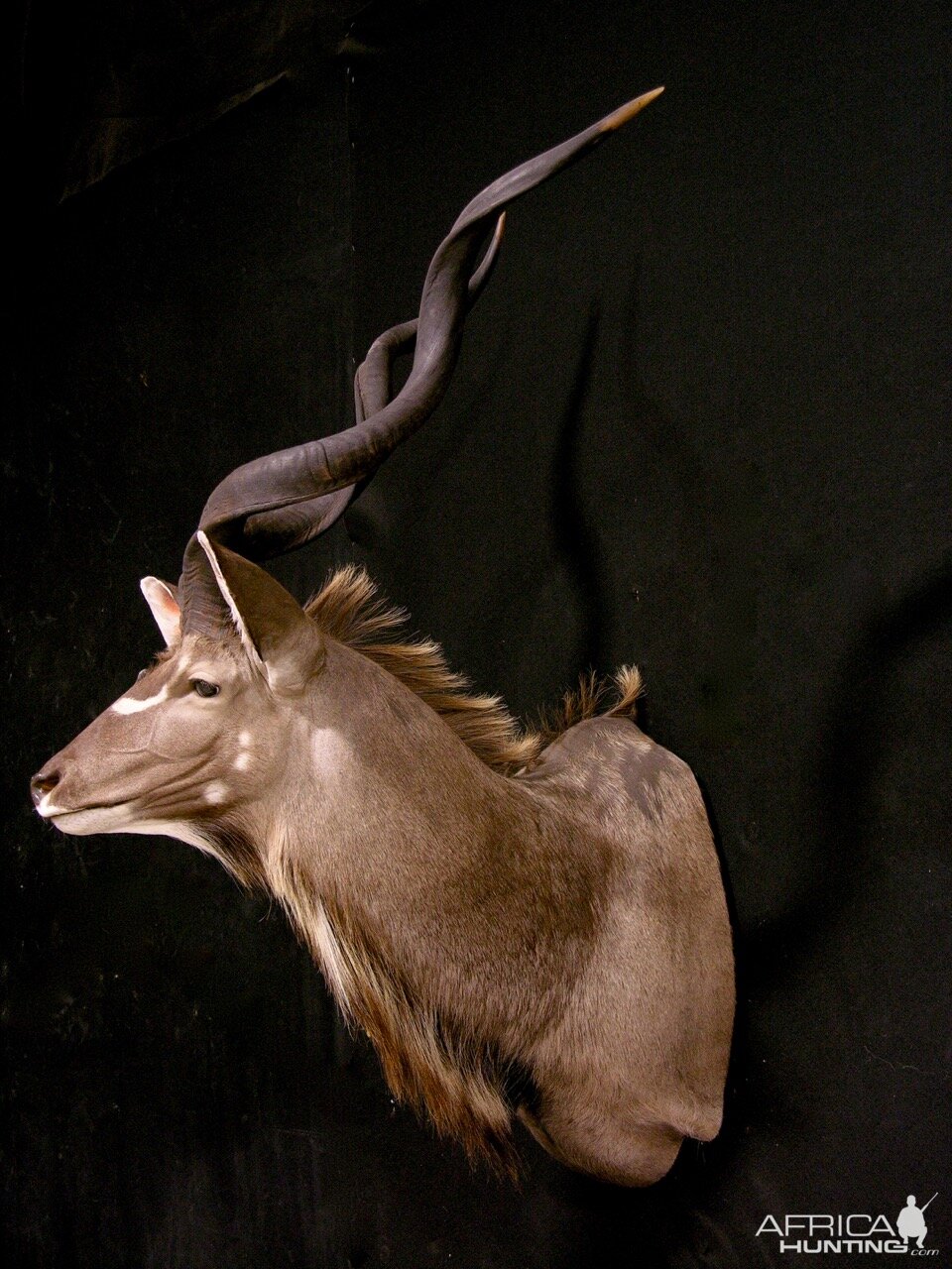 Kudu Shoulder Mount Taxidermy