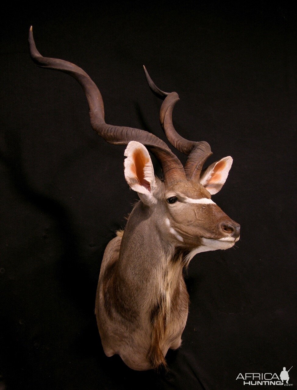 Kudu Shoulder Mount Taxidermy