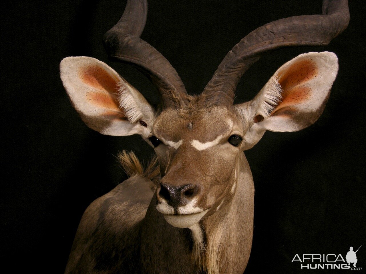 Kudu Shoulder Mount Taxidermy