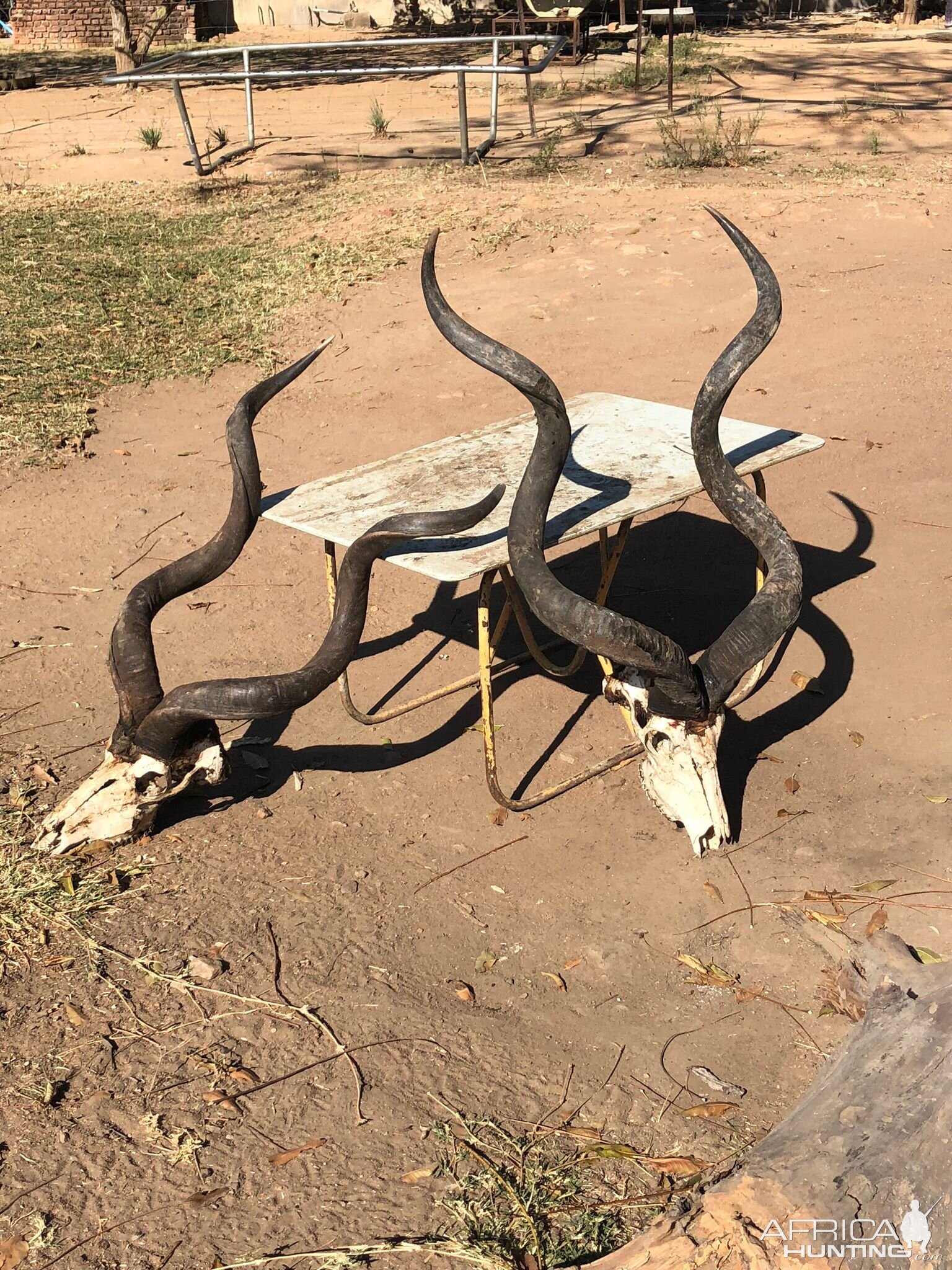 Kudu Skulls Zambia