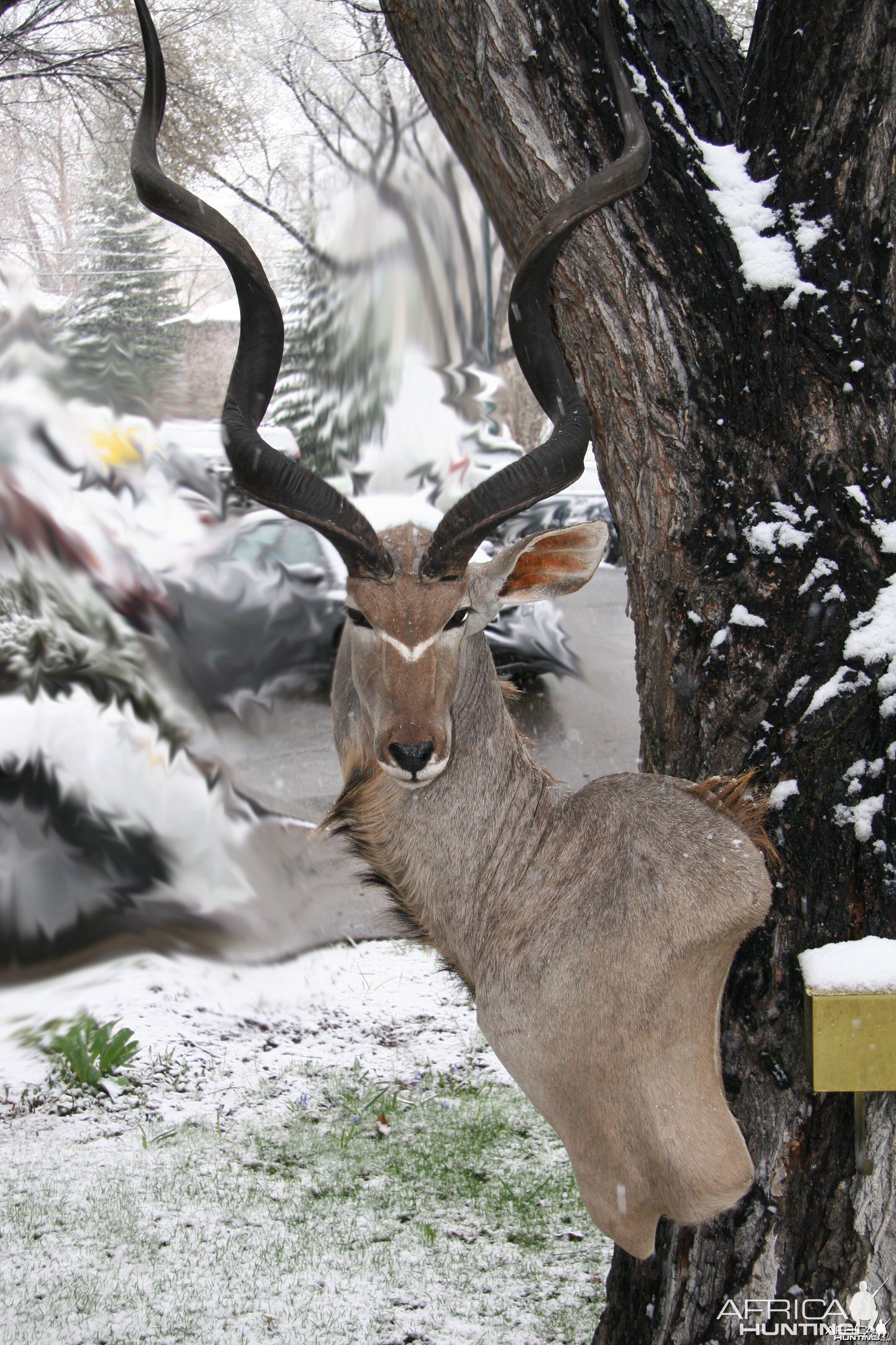 Kudu Snow