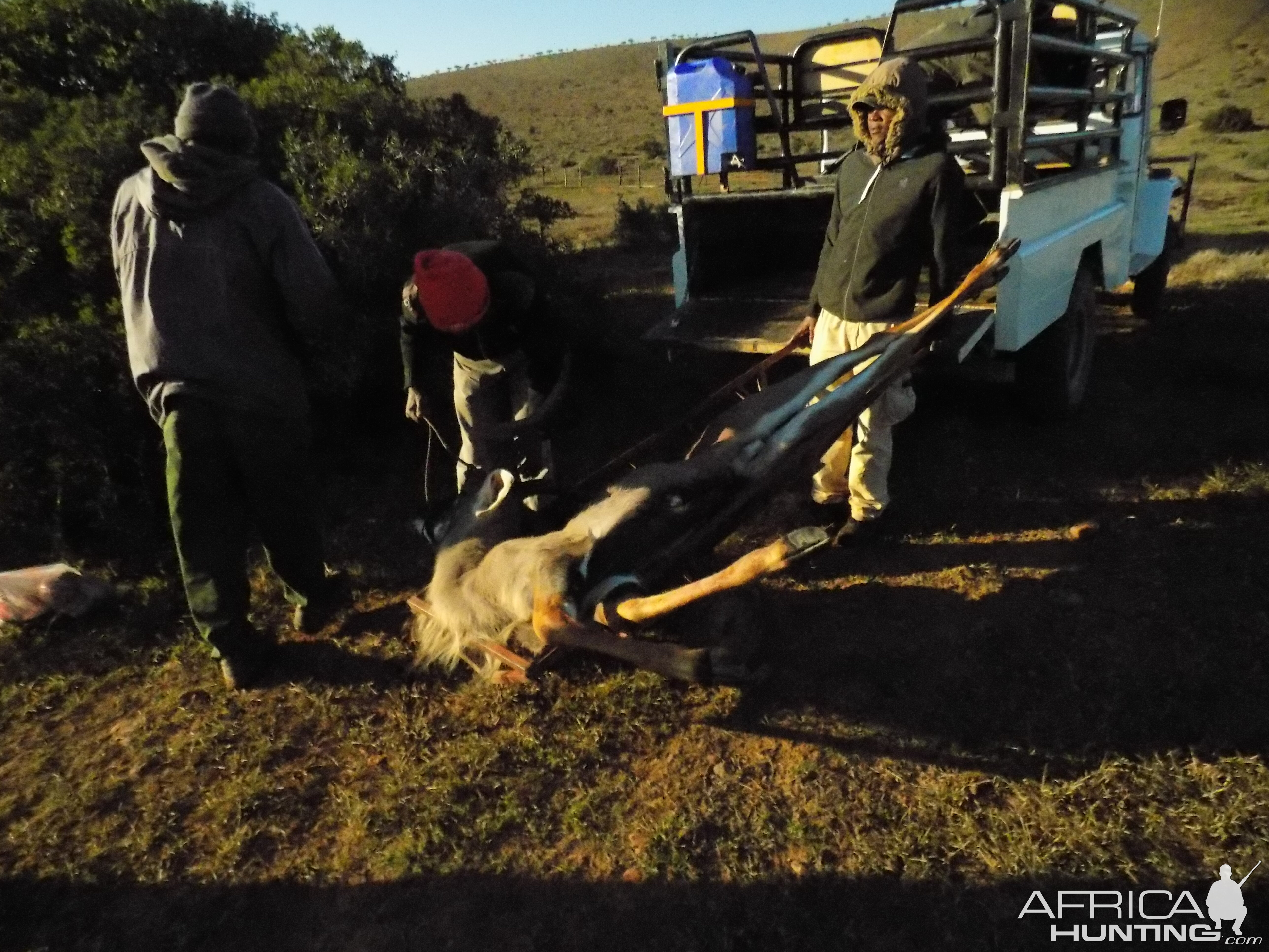 Kudu South Africa Cull Hunt