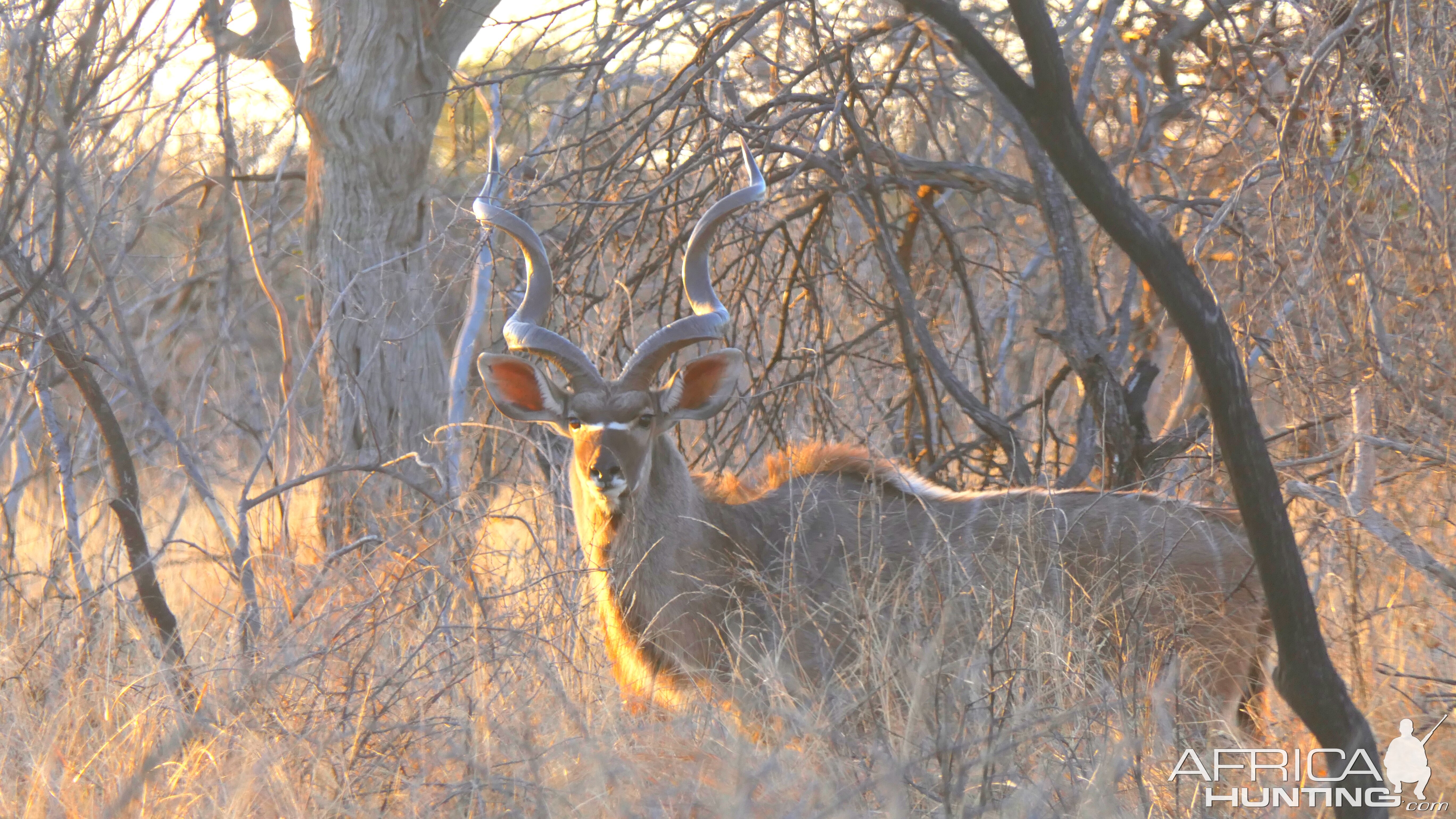 Kudu South Africa