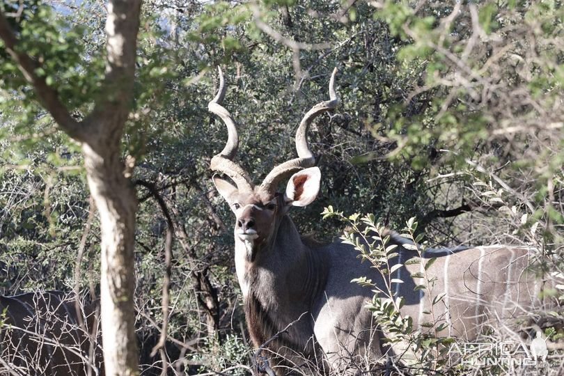 Kudu South Africa